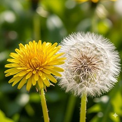 dandeLION