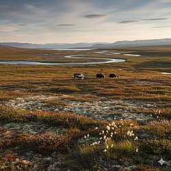 The Tundra